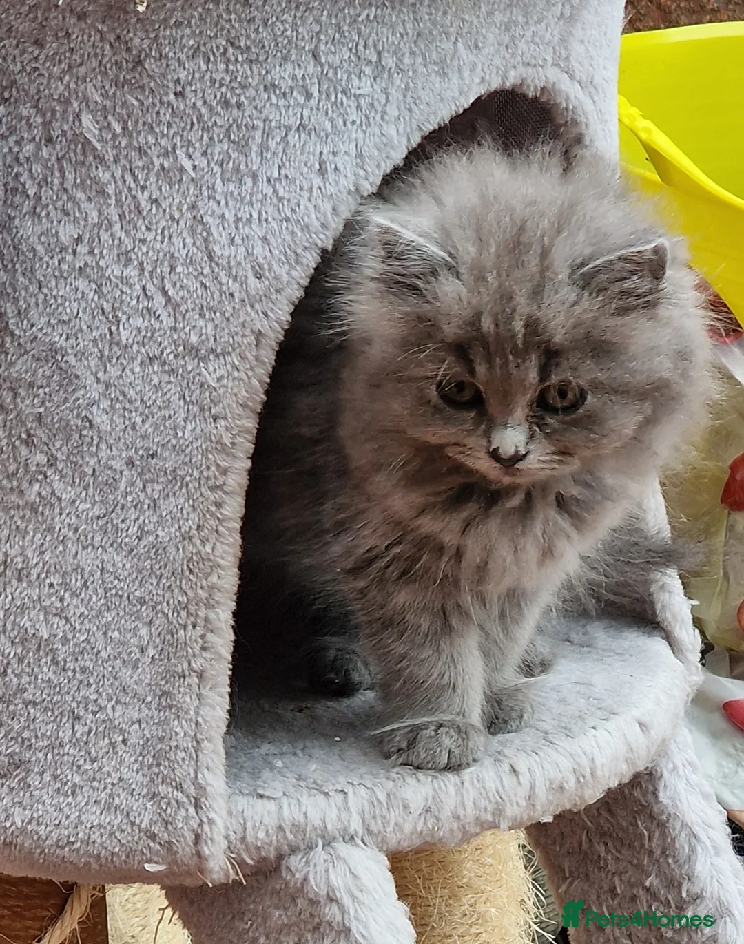 British Longhair cats for sale:  Gorgeous British Blue longhair kittens - Advert 13
