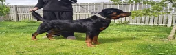 Rottweiler dogs for sale: German Lines Chunky Rottweiler Puppies - Advert 9