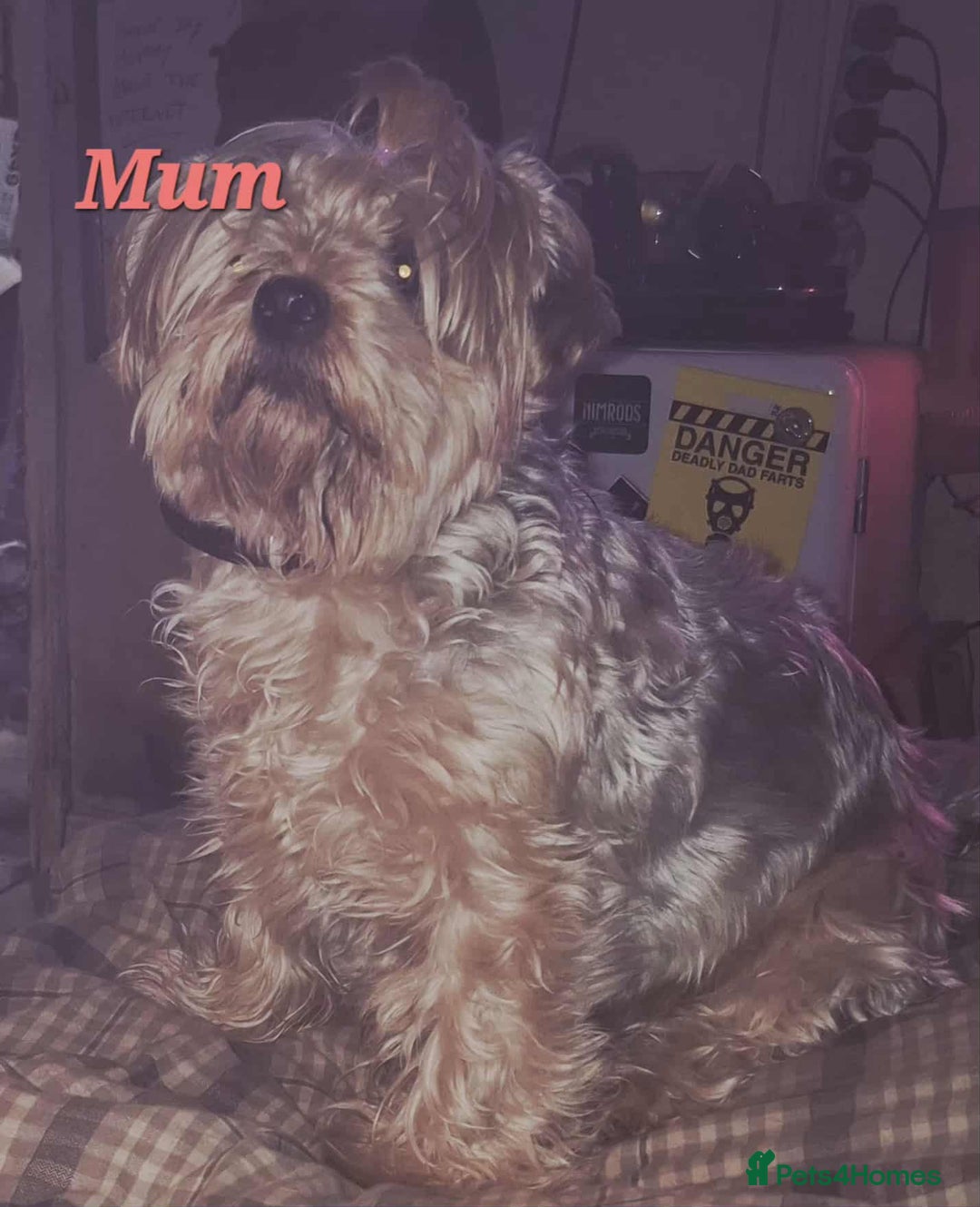 Yorkiepoo dogs for sale: Gorgeous Yorkiepoo Puppies!!! - Advert 1