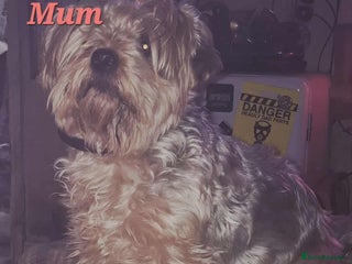 Yorkiepoo dogs Gorgeous Yorkiepoo Puppies!!! - Advert 1