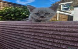 Maine Coon cats for sale: Beautiful kittens 😸  - Image 8
