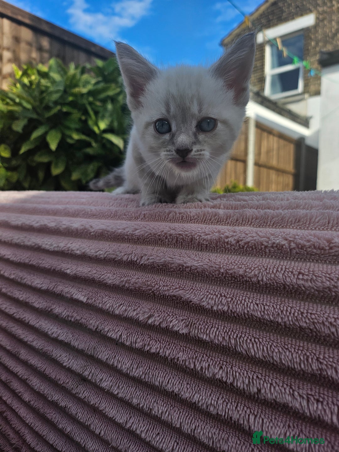 Maine Coon cats for sale: Beautiful kittens 😸  - Image 8