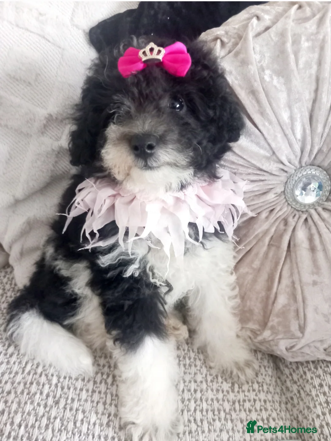 Toy Poodle dogs for stud: *2 STUDS AVAILABLE*FULL PEDIGREE SILVER & PHANTOM - Advert 22