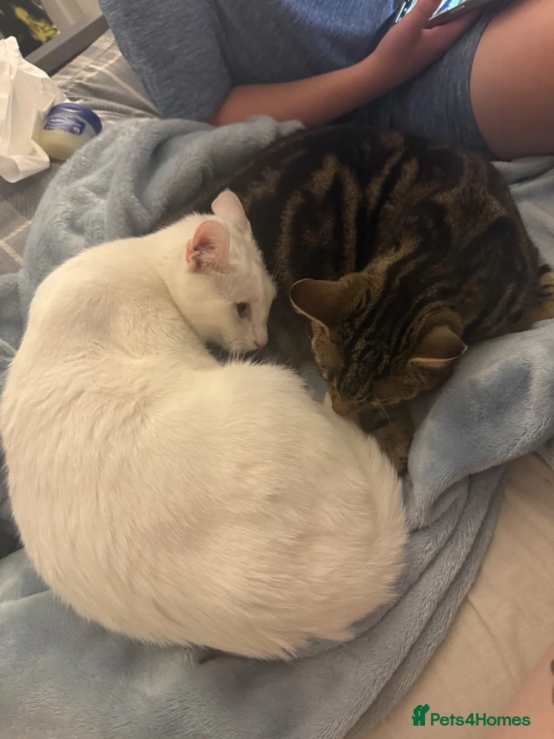 British Shorthair cats for sale: 3 Kittens for sale  in Havant - Advert 8