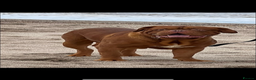 Dogue De Bordeaux dogs for stud: Stunning Dogue de Bordeaux‘s for stud  in Nottingham - Advert 6