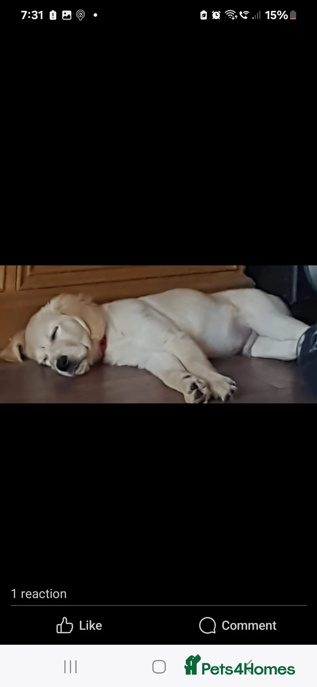 Golden Retriever dogs for stud: exceptional PROVEN dog available for stud  in Northwich - Advert 32