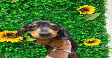 Miniature Dachshund dogs - Advert 16