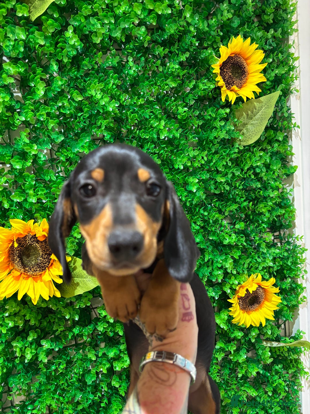 Miniature Dachshund dogs for sale: Smooth hair miniature dachshunds  - Image 2