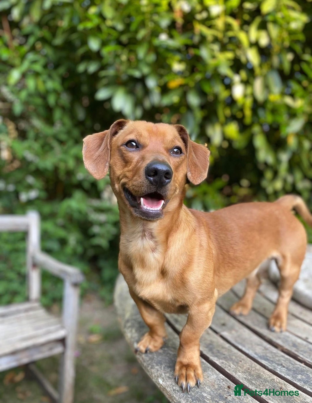 Mixed Breed dogs for stud: 4 year old Whisky, Jackshund mix. - Advert 1