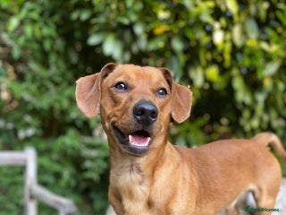 Mixed Breed dogs 4 year old Whisky, Jackshund mix. - Advert 1