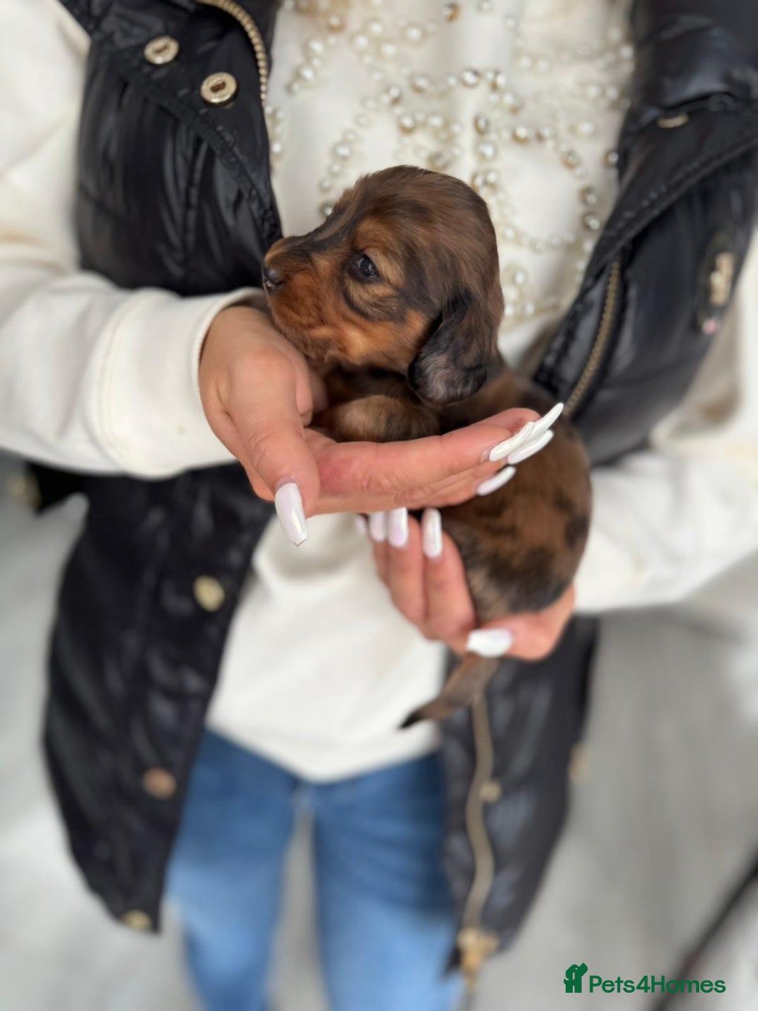 Miniature Dachshund dogs for sale: Miniature long-haired dachshunds - Image 14