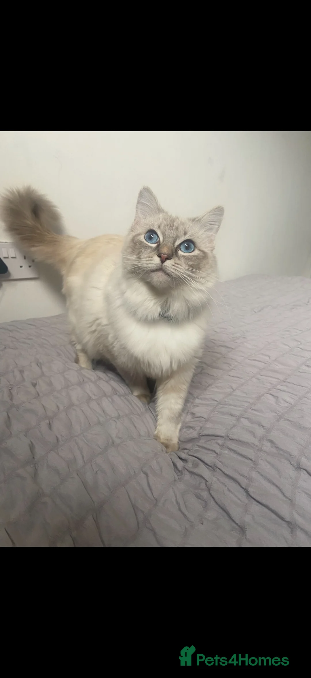 Ragdoll cats for sale: 2 stunning ragdoll sisters - Advert 2