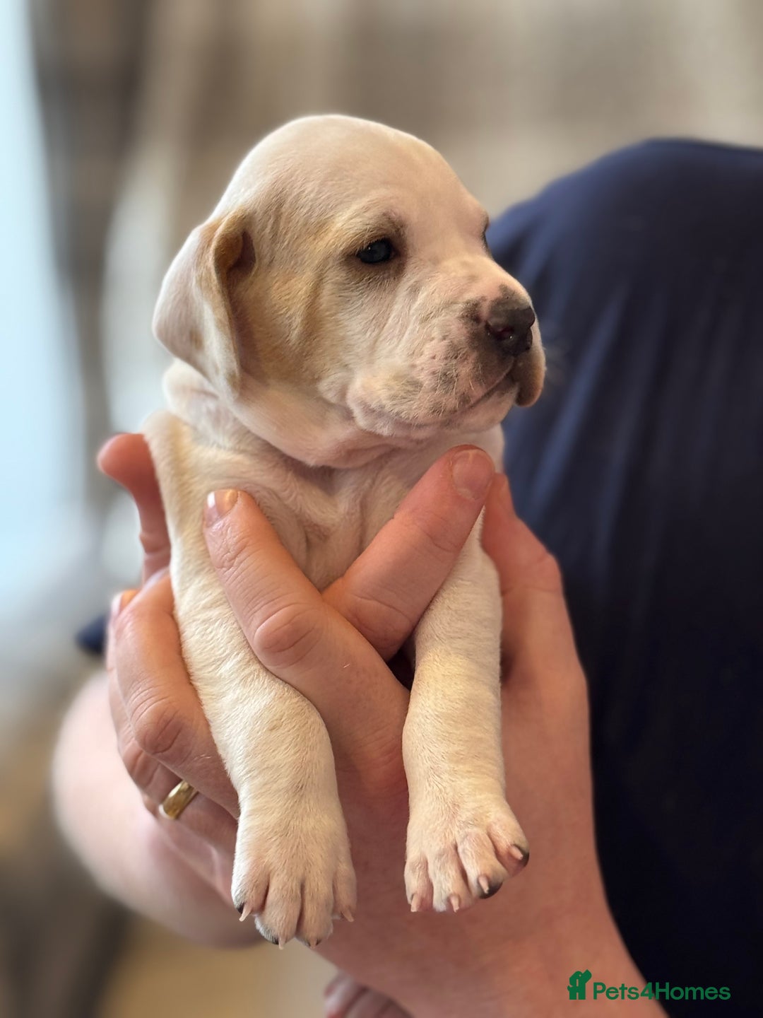 Pointer dogs for sale: Beautiful litter of Top Quality Pointer Puppies - Advert 6