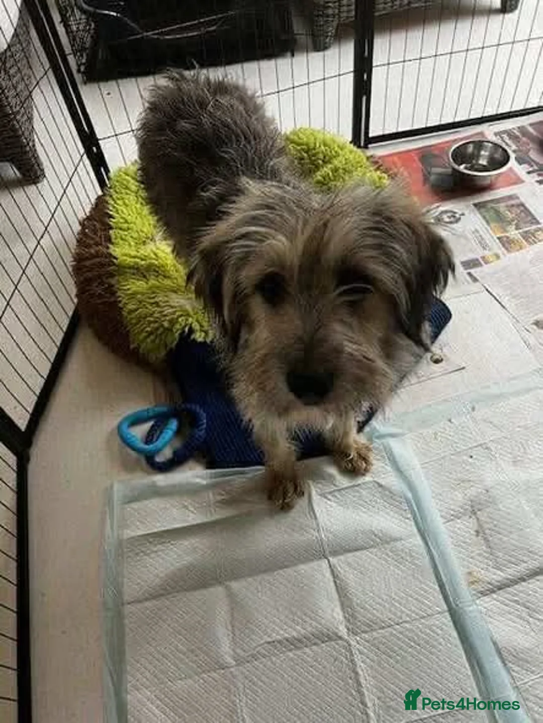 Mixed Breed dogs for adoption: Meet Martha, currently residing in Kent in Tonbridge - Advert 5