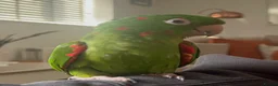 Conures birds for sale: 2 year old female conure  - Advert 3
