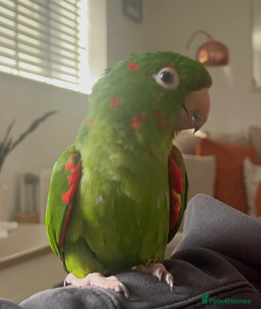 Conures birds for sale: 2 year old female conure  - Advert 3