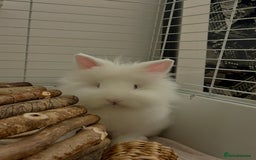 Lionhead rabbits for sale: two friendly rabbits  with a pen,accessories etc  - Image 3