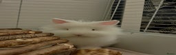 Lionhead rabbits for sale: two friendly rabbits  with a pen,accessories etc  - Advert 3
