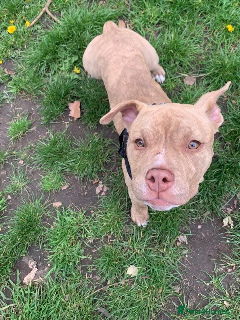 Mixed Breed dogs 3yo MALE POCKET BULLY - Advert 12