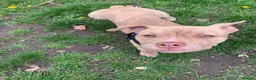 Mixed Breed dogs for stud: 3yo MALE POCKET BULLY in Preston - Advert 1