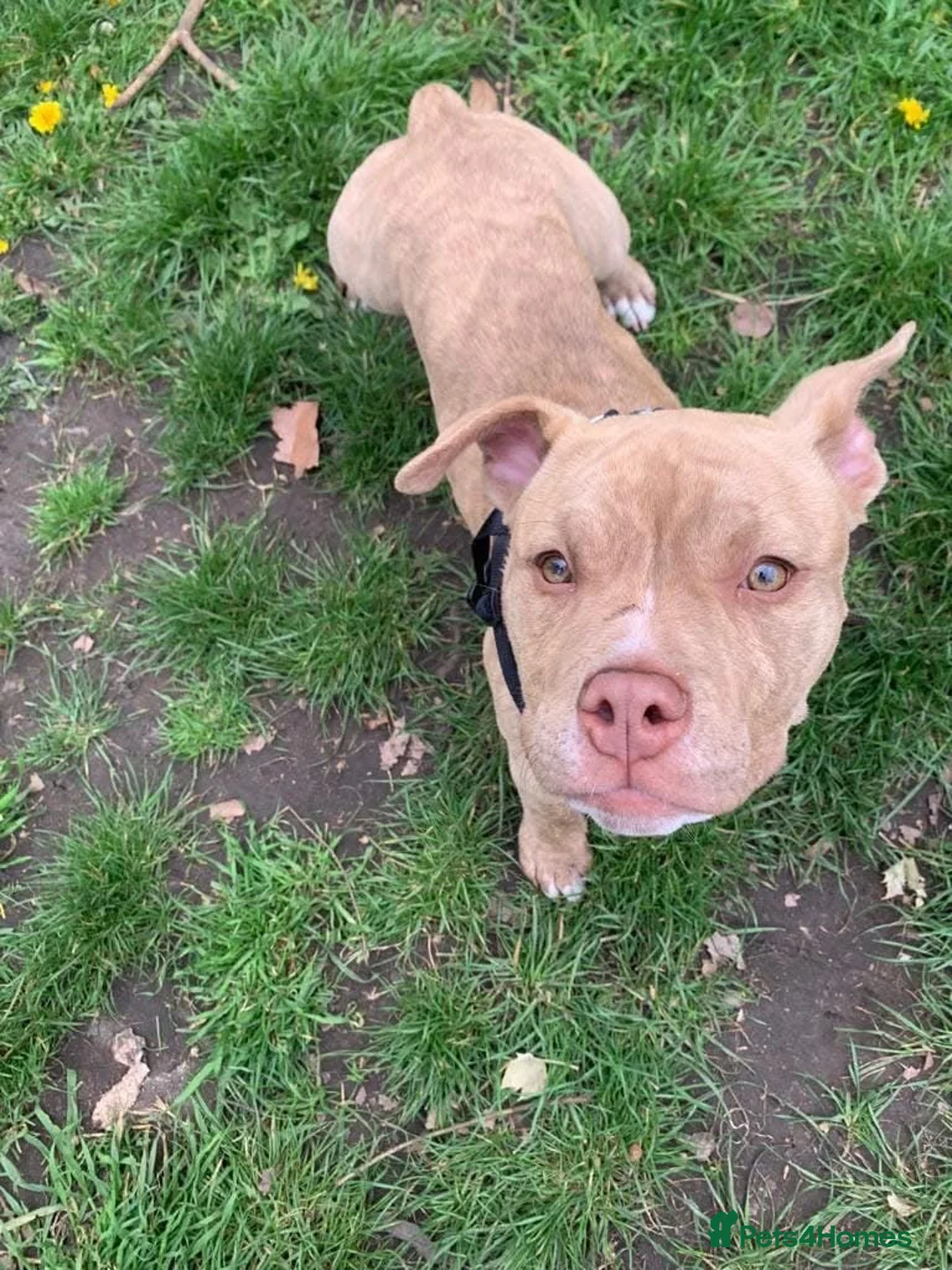 Mixed Breed dogs for stud: 3yo MALE POCKET BULLY in Preston - Advert 1