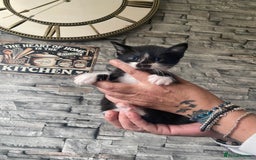 Mixed Breed cats for sale: Beautiful little kittens looking for forever home  - Image 5