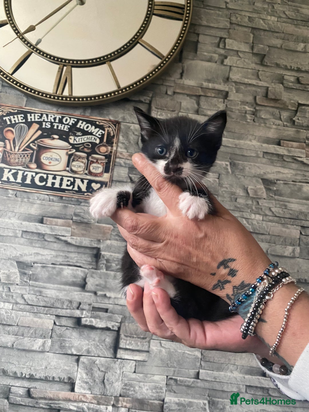 Mixed Breed cats for sale: Beautiful little kittens looking for forever home  - Image 5