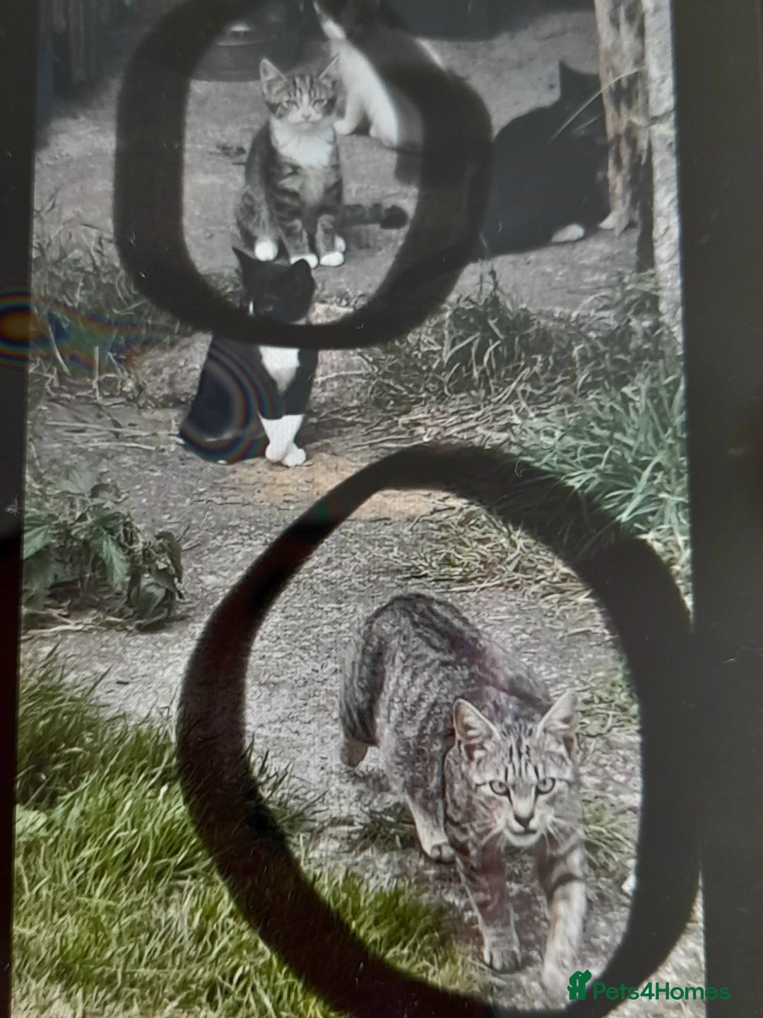 Domestic Shorthair cats for sale: 11 week old kitten - Image 8