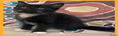 Tuxedo Boy