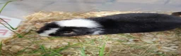 Guinea Pig rodents for sale: Pretty baby Teddy boys for sale  - Advert 5