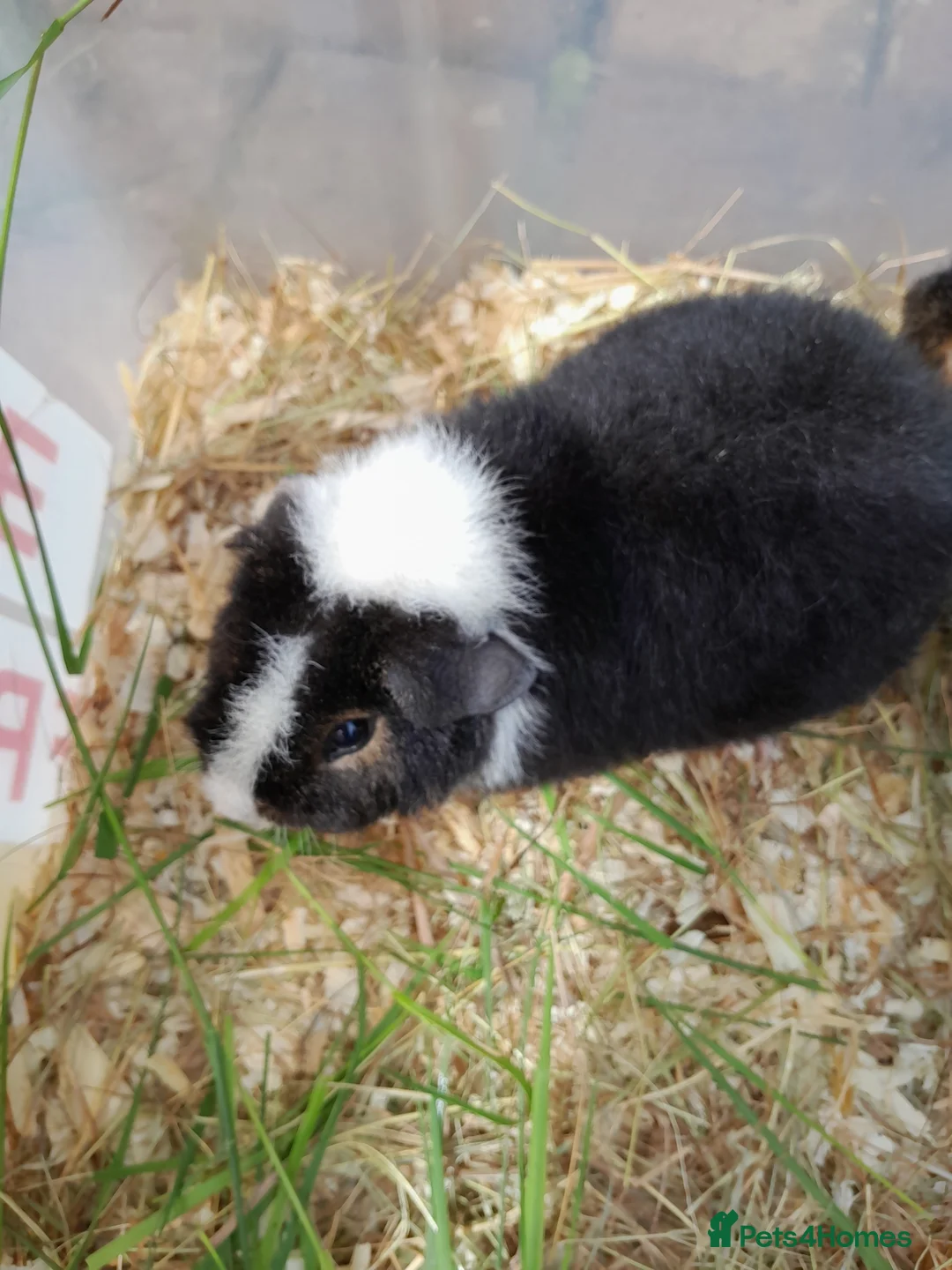 Guinea Pig rodents for sale: Pretty baby Teddy boys for sale  - Advert 5
