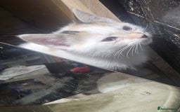 British Shorthair cats for sale: 3 Beautiful marked female kittens  - Advert 1