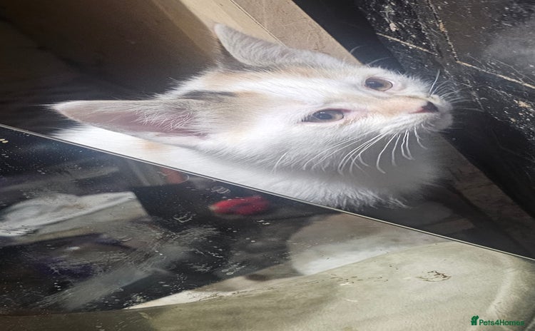 British Shorthair cats 3 Beautiful marked female kittens  - Advert 1