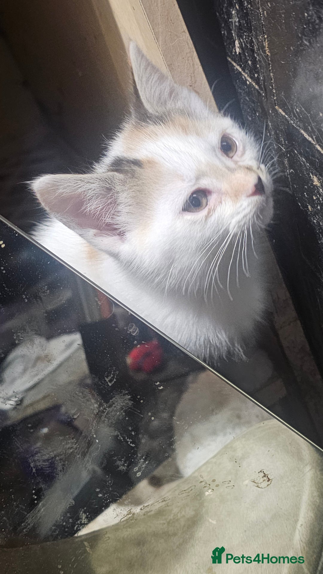 British Shorthair cats for sale: 3 Beautiful marked female kittens  - Advert 1