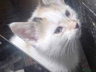 British Shorthair cats 3 Beautiful marked female kittens - Advert 1