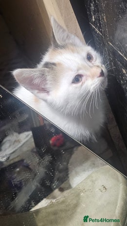 British Shorthair cats 3 Beautiful marked female kittens - Advert 1