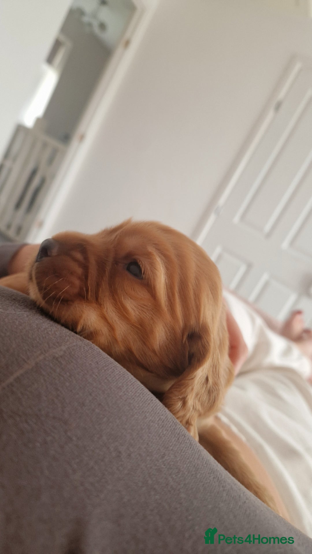 Cockapoo dogs for sale: 6 beautiful F2 cockapoos for sale!    - Advert 23