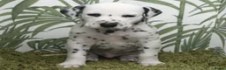 Dalmatian dogs for sale: KC Show Quality Rare LUA Dalmatian Puppies - Advert 3