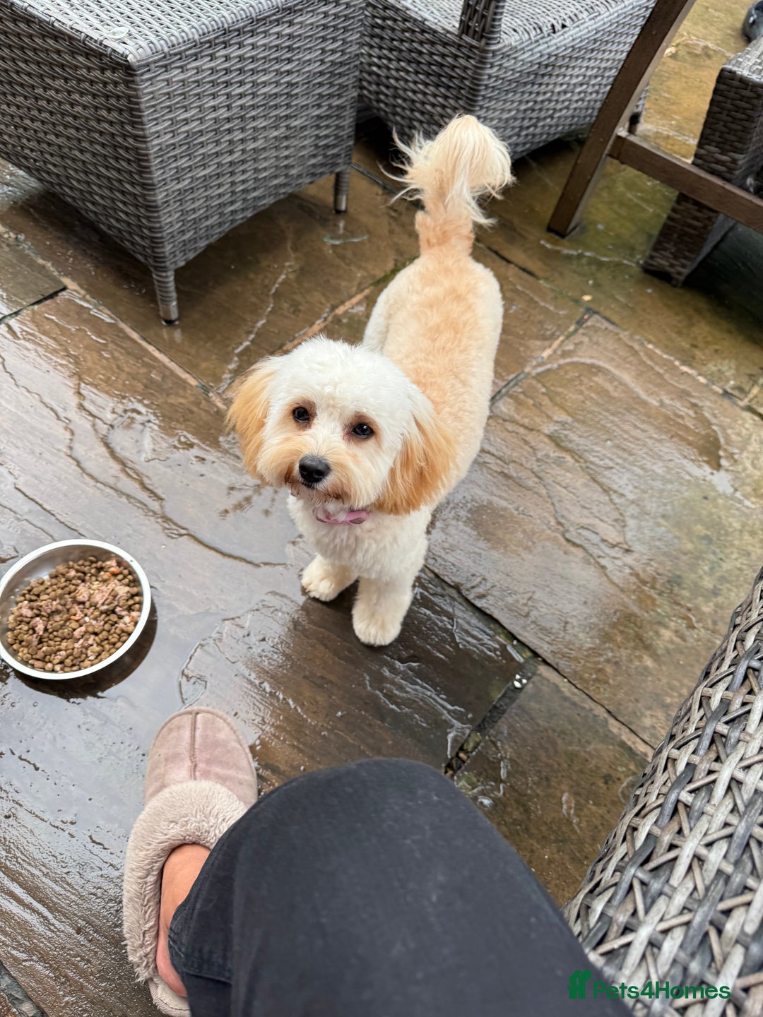 Cavachon dogs for sale: 9month old Cavachon - Image 3