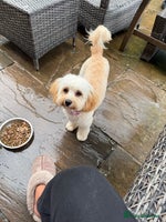 Cavachon dogs - Advert 1