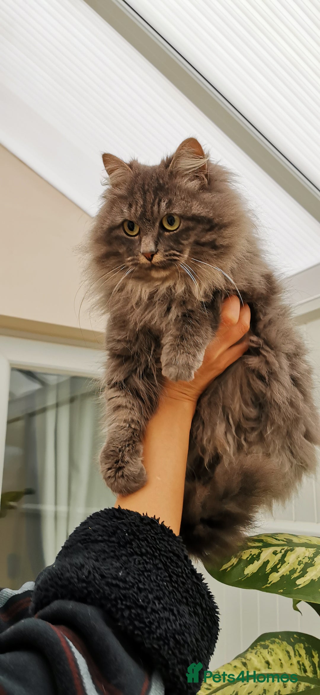 Siberian cats for sale: Stunning Siberian Silver Junior Queen  - Advert 4