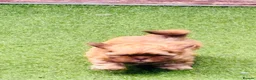 Shih Tzu dogs for sale: Handsome liver Shih Tzu boy puppy  - Advert 16