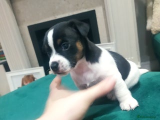 Jack Russell dogs Traditional jack Russell puppy - Advert 15