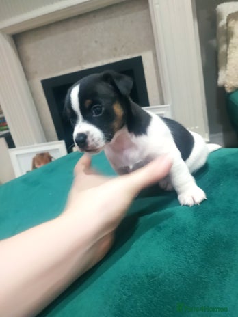 Jack Russell dogs Traditional jack Russell puppy - Advert 1
