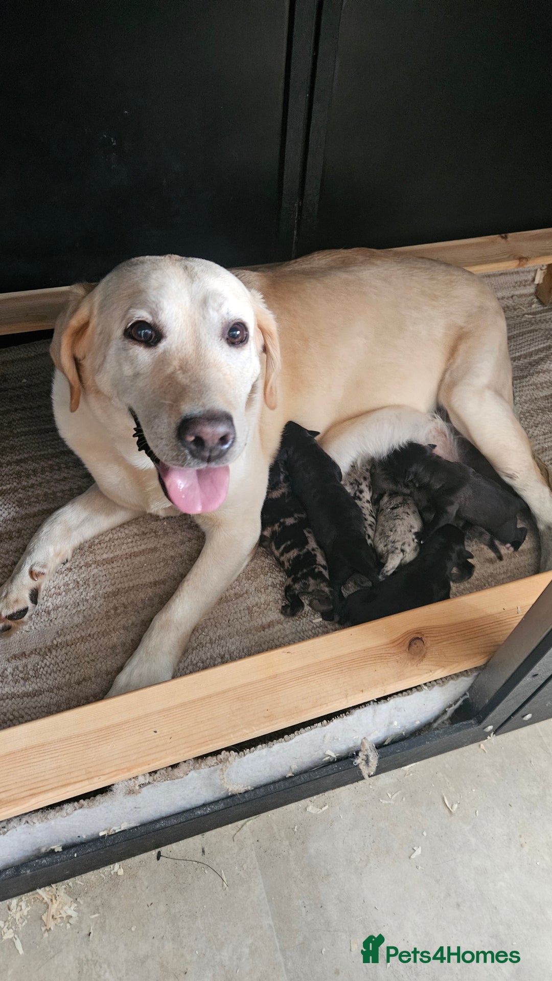 Mixed Breed dogs for sale: Lab x lurcher - Image 4
