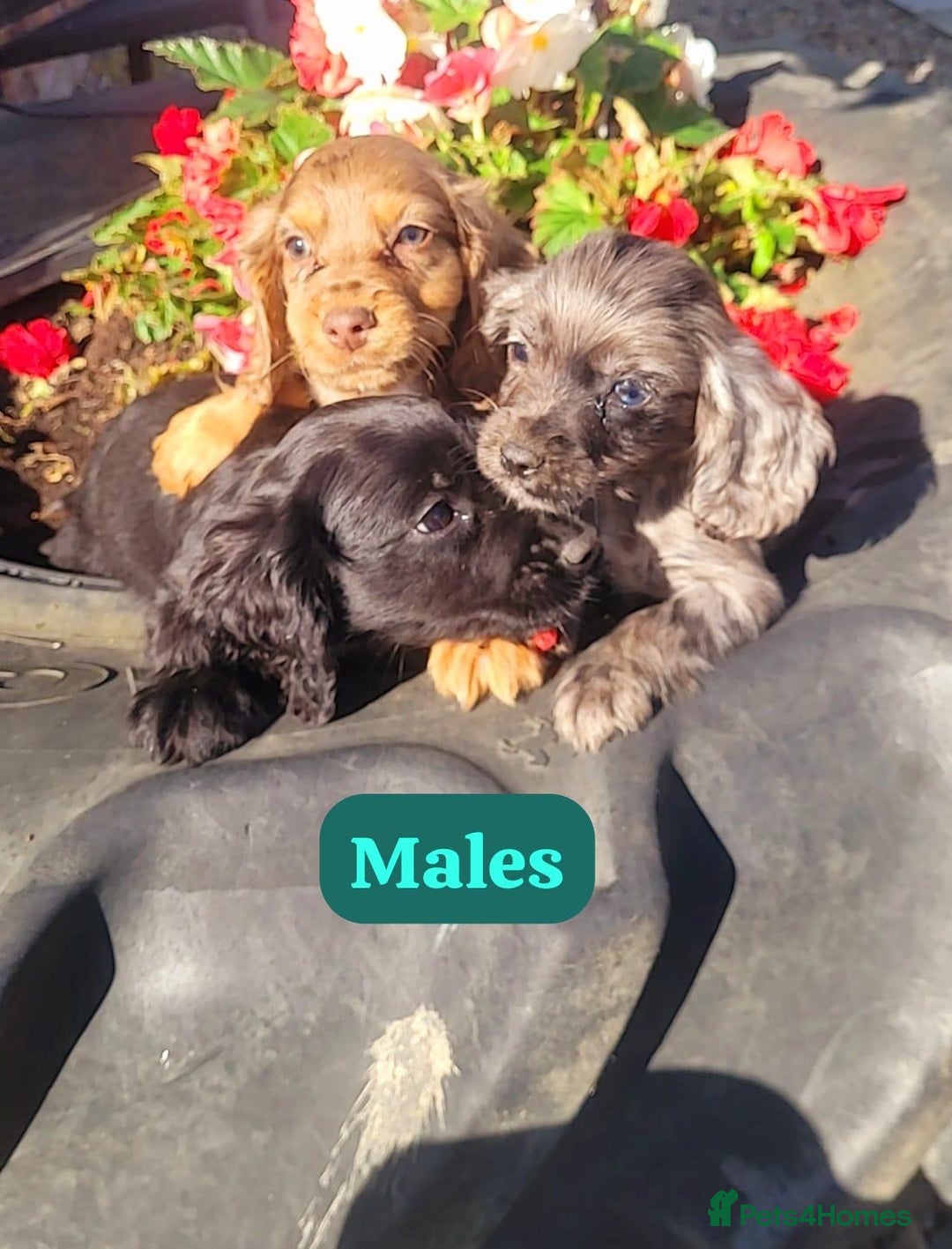 Cocker Spaniel dogs for sale: Stunning cocker spaniels puppies  - Image 5