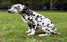 Dalmatian dogs for sale: Dalmation puppues - Image 6