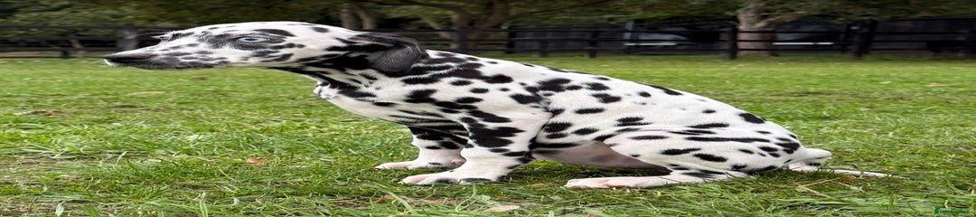 Big black spot girl 