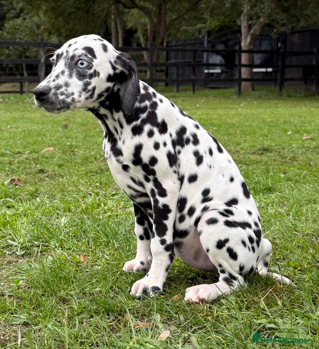 Dalmatian dogs for sale: Dalmation puppues - Image 6
