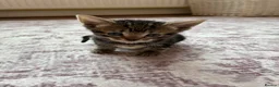 Bengal cats for sale: Beautiful Bengal kittens for sale in Chesterfield - Advert 4